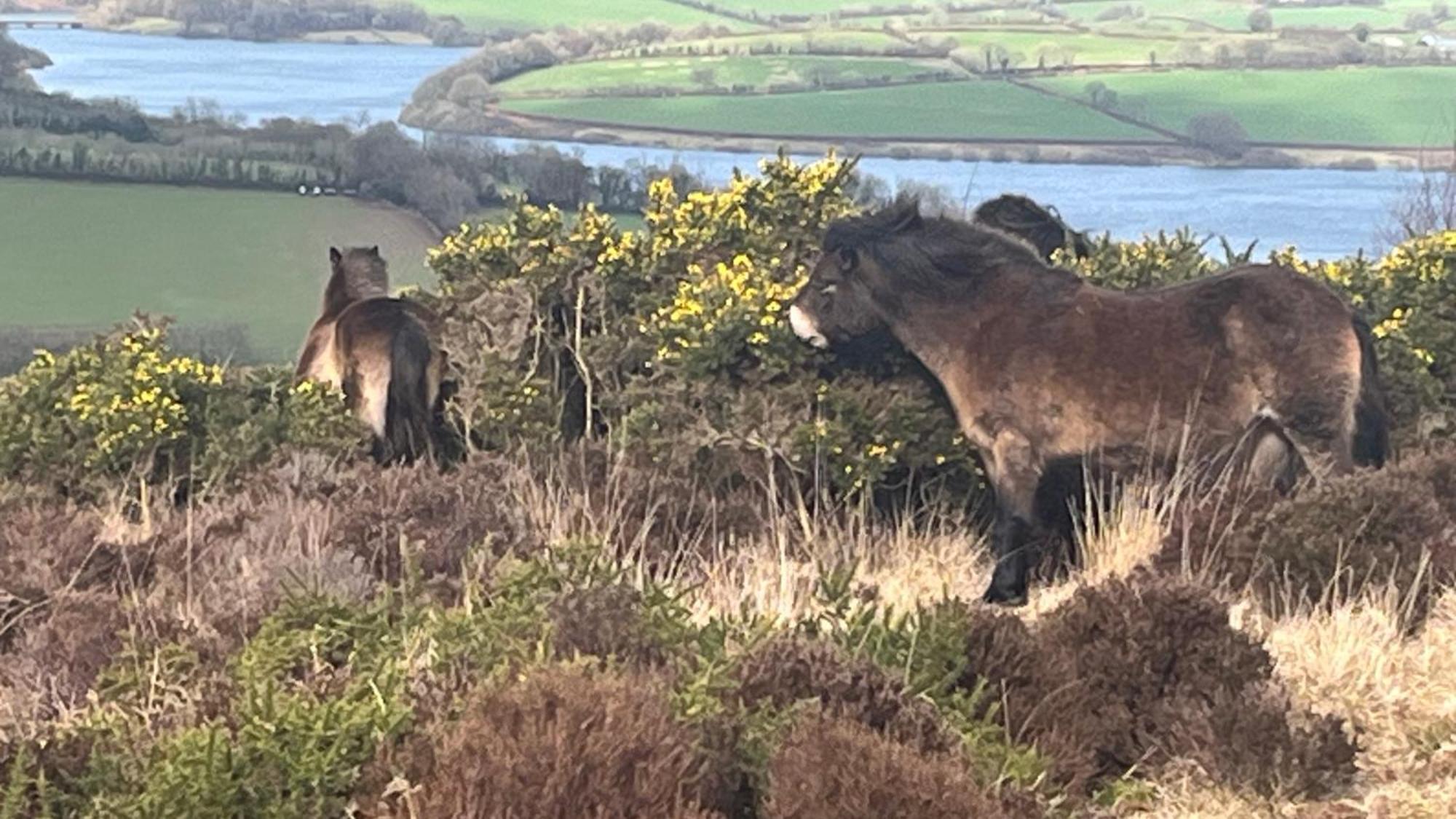 Exmoor Bnb In Withypool On Two Moors Way Buitenkant foto