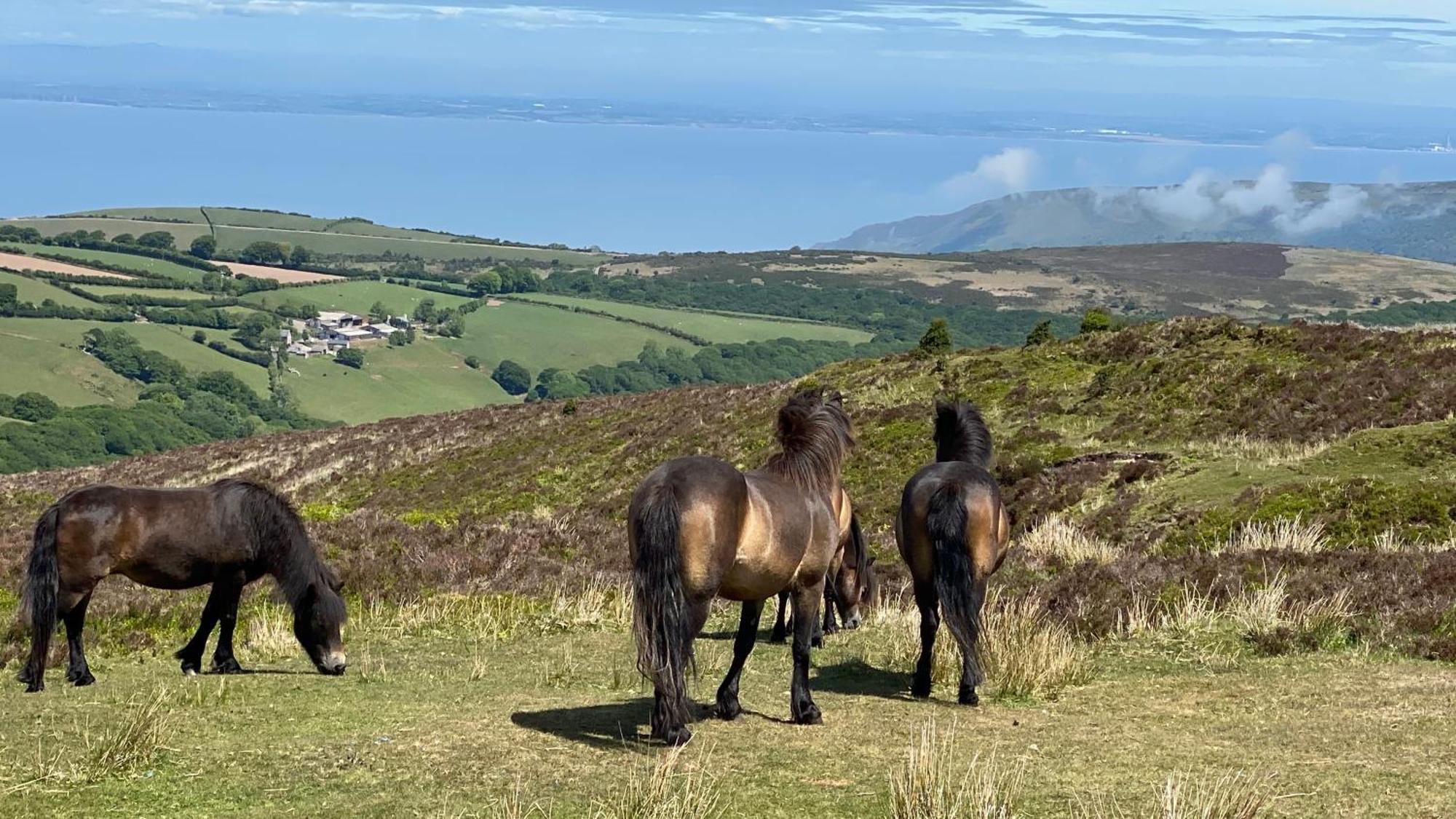 Exmoor Bnb In Withypool On Two Moors Way Buitenkant foto