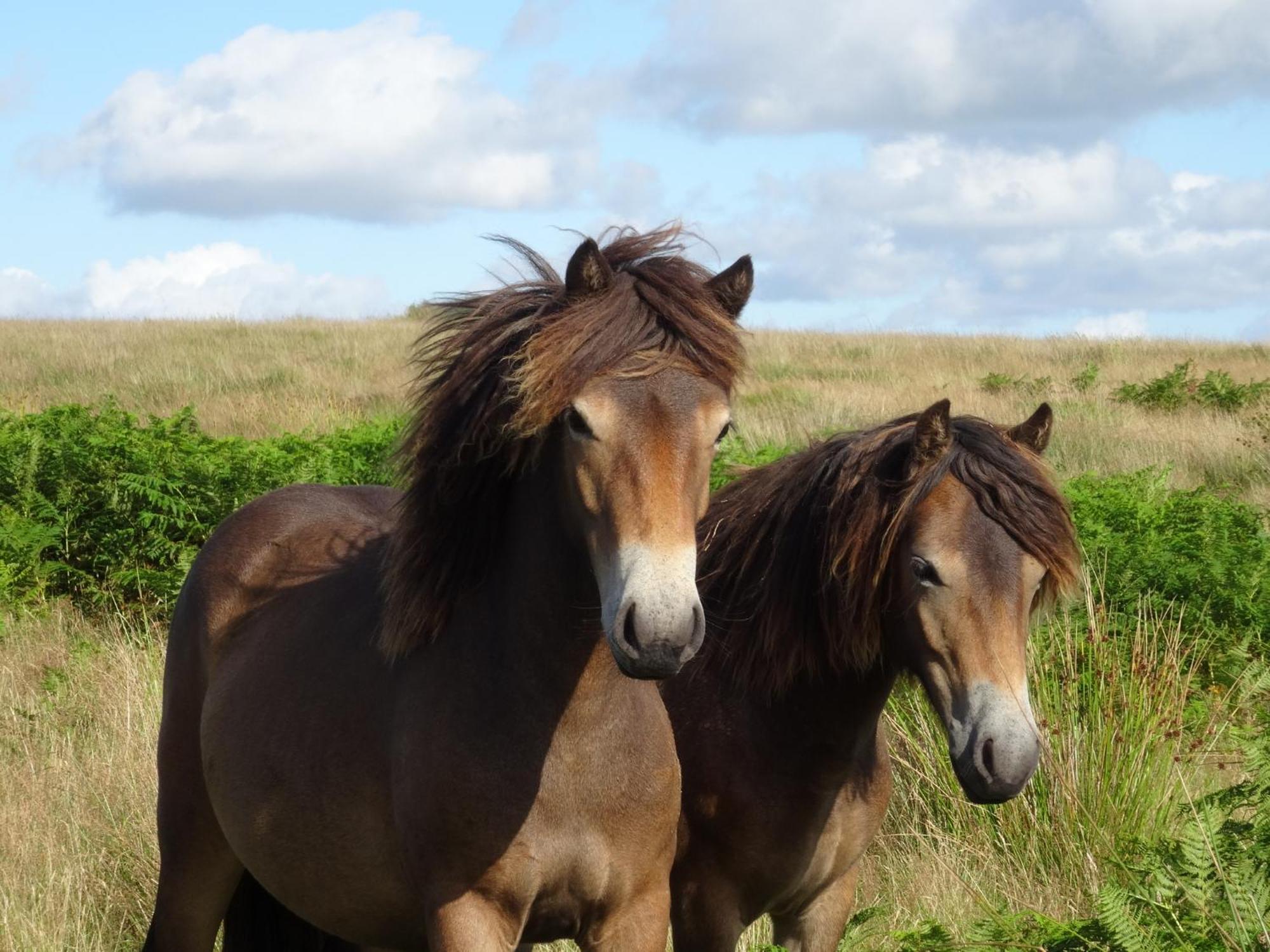Exmoor Bnb In Withypool On Two Moors Way Buitenkant foto